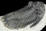 Bargain, Hollardops Trilobite - Very Large Example #80646-6